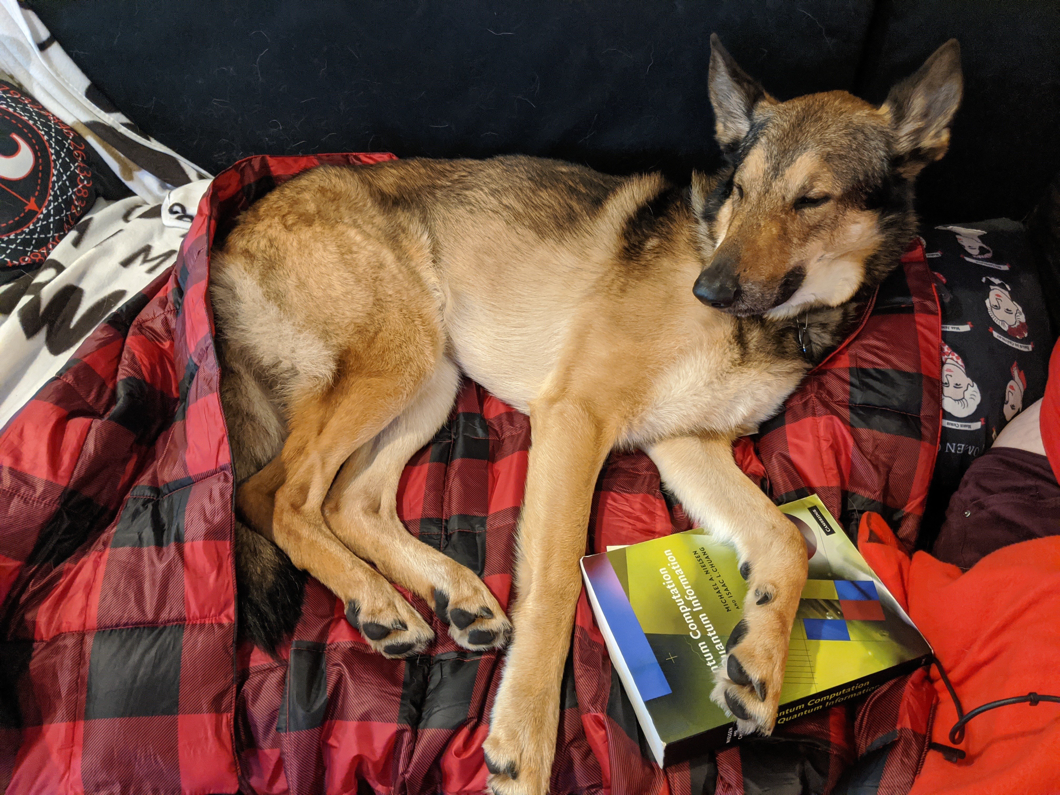Sarah's German Shepard named Chewie curled up on the couch with a quantum textbook